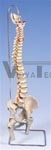 Lifetime Flexible Spine Model with femur heads - Spinal Model - Vertebral Column